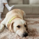 desinfectar-eliminar-olor-mascota-alfombr