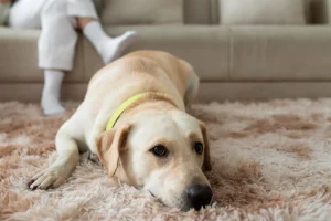 desinfectar-eliminar-olor-mascota-alfombr